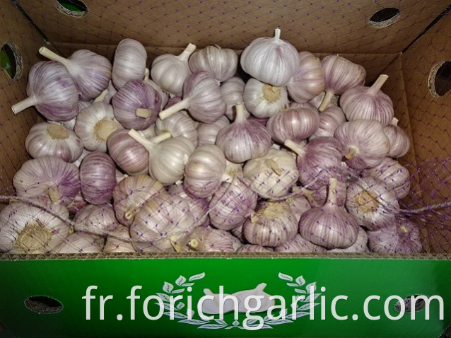 Regular White Garlic Price